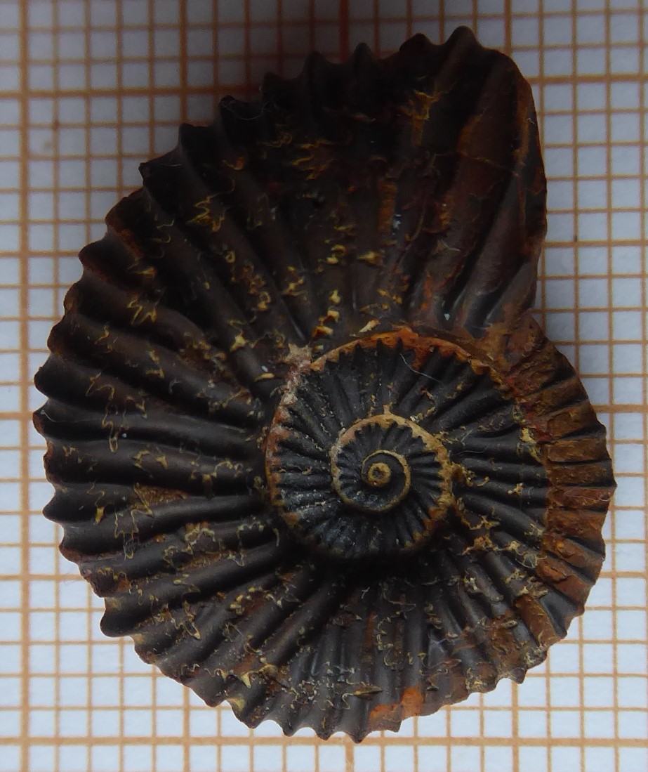 Saint BaudilleetPipet trievesfossilesetmineraux